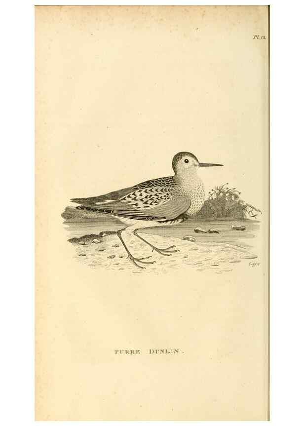 Reproducción/Reproduction 49830956931: General zoology, or Systematic natural history. London,Printed for G. Kearsley,1800-1826.. 