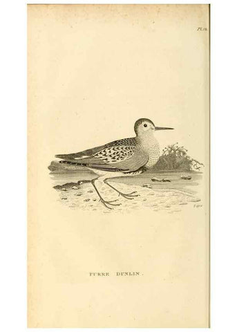 Reproducción/Reproduction 49830956931: General zoology, or Systematic natural history. London,Printed for G. Kearsley,1800-1826.. 