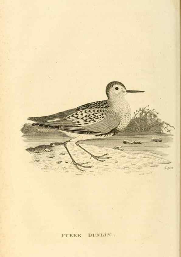 Reproducción/Reproduction 49830956931: General zoology, or Systematic natural history. London,Printed for G. Kearsley,1800-1826.. 