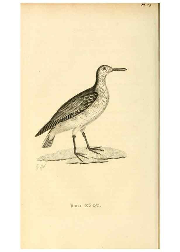 Reproducción/Reproduction 49830423513: General zoology, or Systematic natural history. London,Printed for G. Kearsley,1800-1826.. 