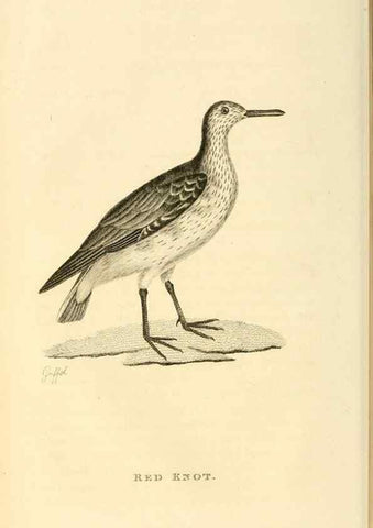 Reproducción/Reproduction 49830423513: General zoology, or Systematic natural history. London,Printed for G. Kearsley,1800-1826.. 