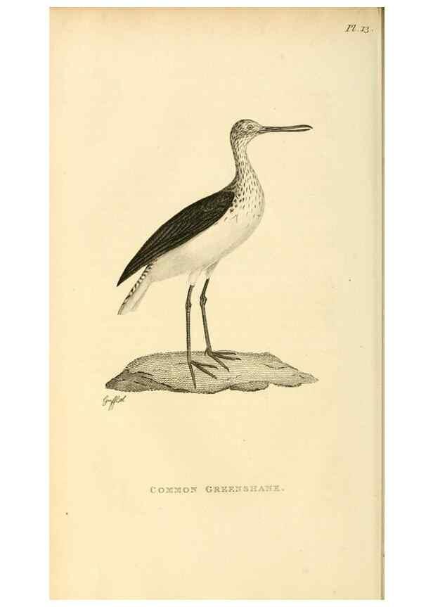 Reproducción/Reproduction 49831265052: General zoology, or Systematic natural history. London,Printed for G. Kearsley,1800-1826.. 