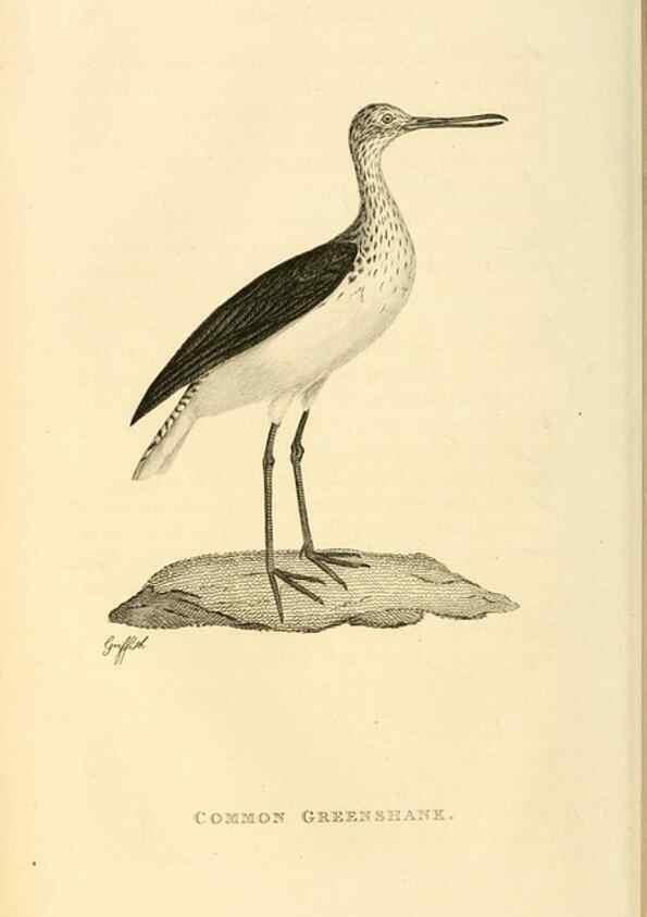 Reproducción/Reproduction 49831265052: General zoology, or Systematic natural history. London,Printed for G. Kearsley,1800-1826.. 