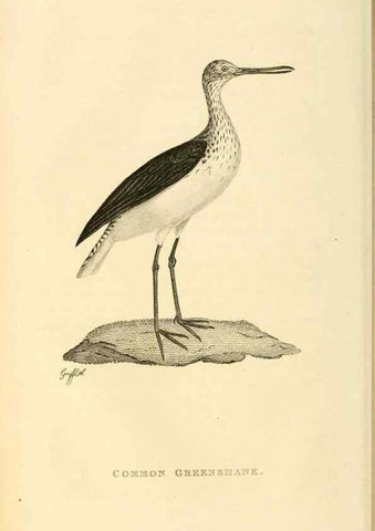Reproducción/Reproduction 49831265052: General zoology, or Systematic natural history. London,Printed for G. Kearsley,1800-1826.. 
