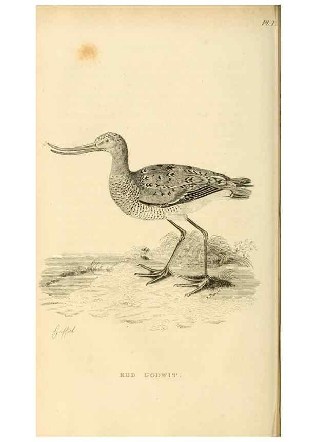 Reproducción/Reproduction 49831264782: General zoology, or Systematic natural history. London,Printed for G. Kearsley,1800-1826.. 