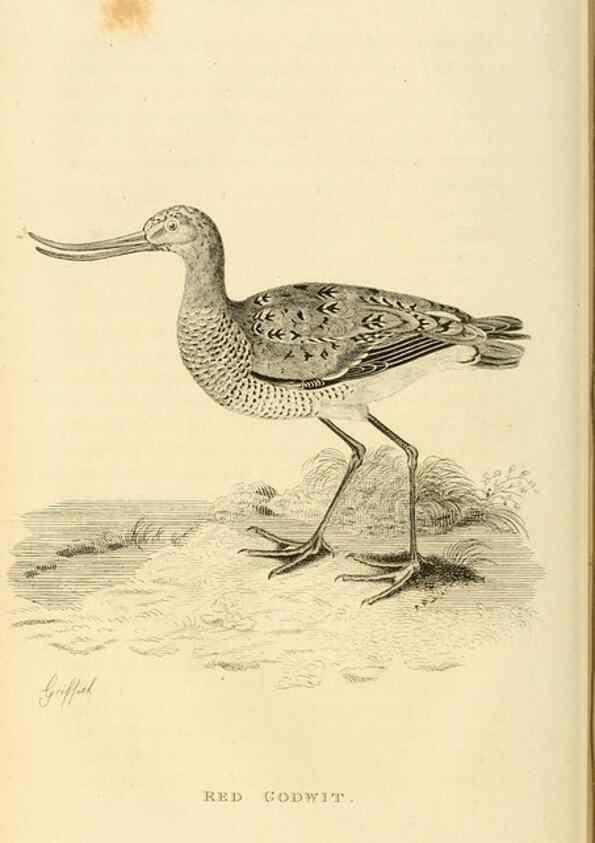 Reproducción/Reproduction 49831264782: General zoology, or Systematic natural history. London,Printed for G. Kearsley,1800-1826.. 