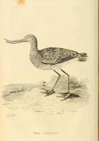 Reproducción/Reproduction 49831264782: General zoology, or Systematic natural history. London,Printed for G. Kearsley,1800-1826.. 