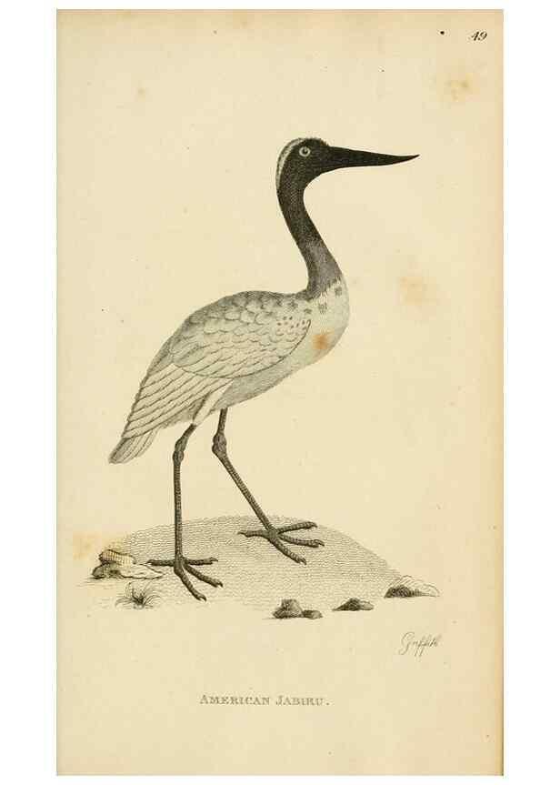 Reproducción/Reproduction 49831183427: General zoology, or Systematic natural history. London,Printed for G. Kearsley,1800-1826.. 