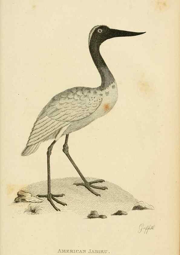 Reproducción/Reproduction 49831183427: General zoology, or Systematic natural history. London,Printed for G. Kearsley,1800-1826.. 