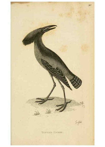 Reproducción/Reproduction 49831183792: General zoology, or Systematic natural history. London,Printed for G. Kearsley,1800-1826.. 
