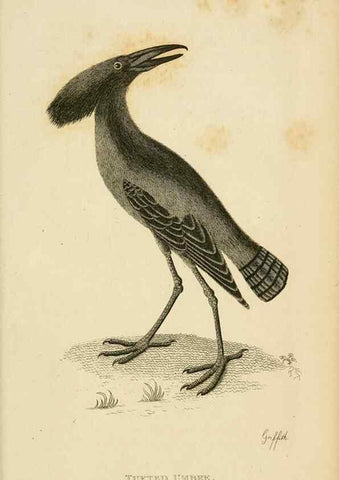 Reproducción/Reproduction 49831183792: General zoology, or Systematic natural history. London,Printed for G. Kearsley,1800-1826.. 