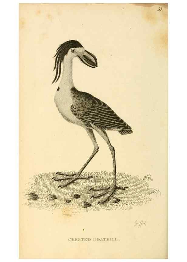 Reproducción/Reproduction 49831184222: General zoology, or Systematic natural history. London,Printed for G. Kearsley,1800-1826.. 