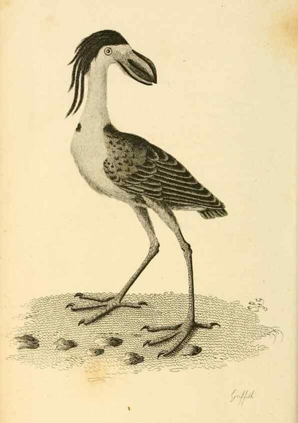 Reproducción/Reproduction 49831184222: General zoology, or Systematic natural history. London,Printed for G. Kearsley,1800-1826.. 