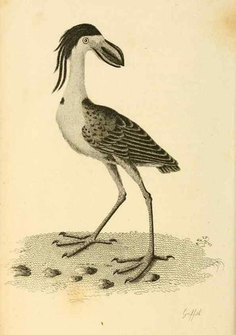 Reproducción/Reproduction 49831184222: General zoology, or Systematic natural history. London,Printed for G. Kearsley,1800-1826.. 