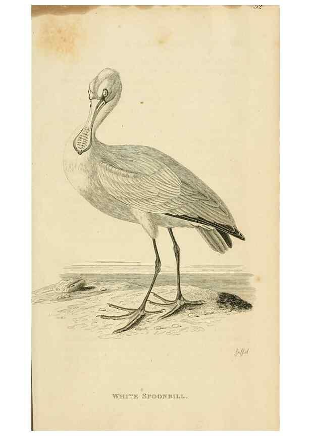 Reproducción/Reproduction 49830342968: General zoology, or Systematic natural history. London,Printed for G. Kearsley,1800-1826.. 