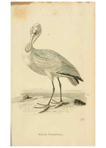 Reproducción/Reproduction 49830342968: General zoology, or Systematic natural history. London,Printed for G. Kearsley,1800-1826.. 