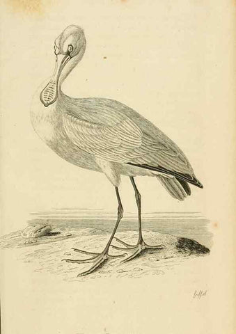 Reproducción/Reproduction 49830342968: General zoology, or Systematic natural history. London,Printed for G. Kearsley,1800-1826.. 
