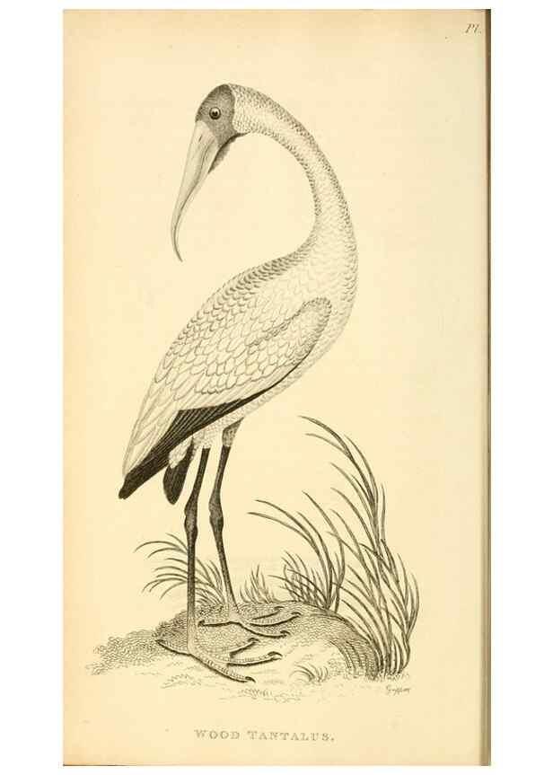 Reproducción/Reproduction 49830419688: General zoology, or Systematic natural history. London,Printed for G. Kearsley,1800-1826.. 