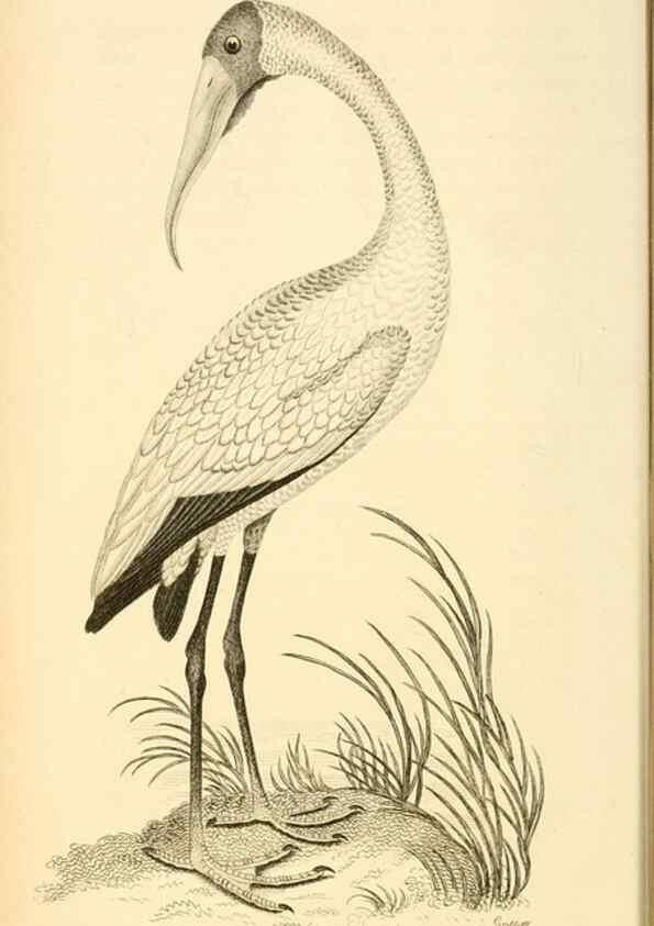 Reproducción/Reproduction 49830419688: General zoology, or Systematic natural history. London,Printed for G. Kearsley,1800-1826.. 