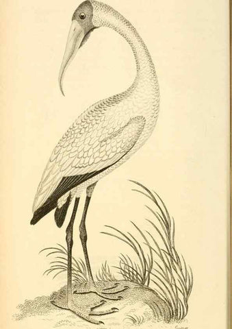 Reproducción/Reproduction 49830419688: General zoology, or Systematic natural history. London,Printed for G. Kearsley,1800-1826.. 