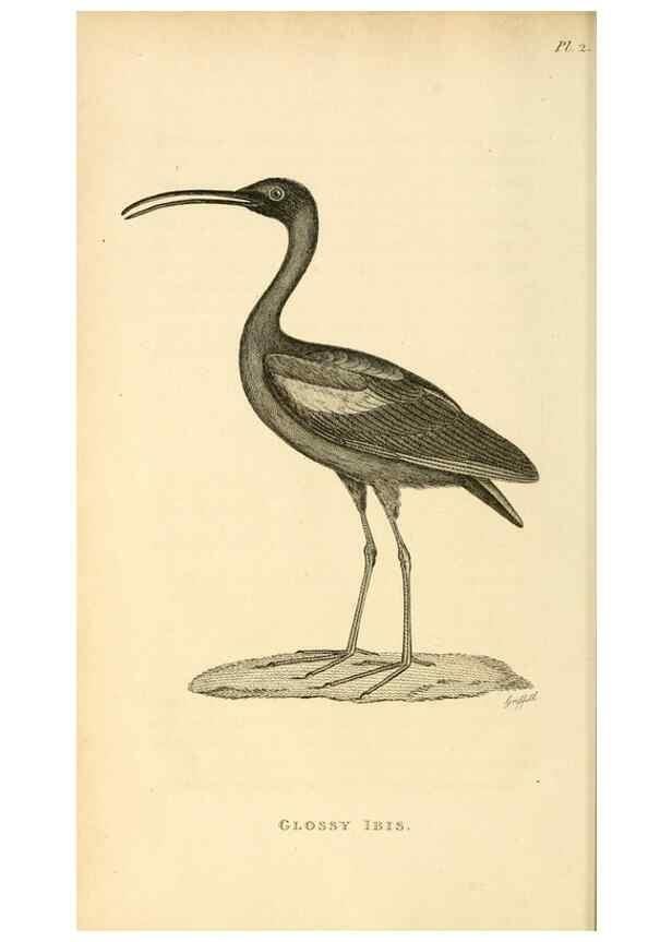 Reproducción/Reproduction 49830419998: General zoology, or Systematic natural history. London,Printed for G. Kearsley,1800-1826.. 