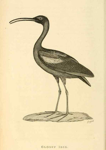 Reproducción/Reproduction 49830419998: General zoology, or Systematic natural history. London,Printed for G. Kearsley,1800-1826.. 