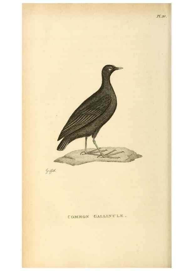 Reproducción/Reproduction 49831270647: General zoology, or Systematic natural history. London,Printed for G. Kearsley,1800-1826.. 
