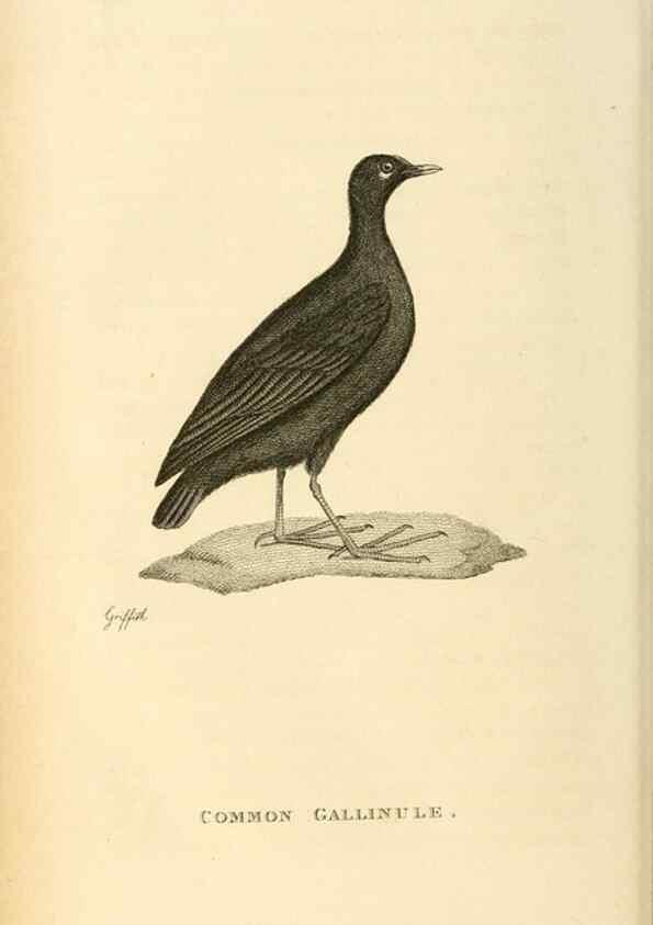 Reproducción/Reproduction 49831270647: General zoology, or Systematic natural history. London,Printed for G. Kearsley,1800-1826.. 