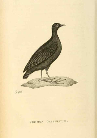 Reproducción/Reproduction 49831270647: General zoology, or Systematic natural history. London,Printed for G. Kearsley,1800-1826.. 