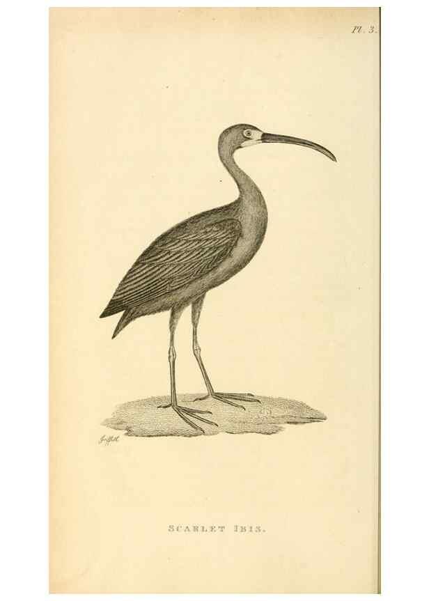 Reproducción/Reproduction 49830953411: General zoology, or Systematic natural history. London,Printed for G. Kearsley,1800-1826.. 