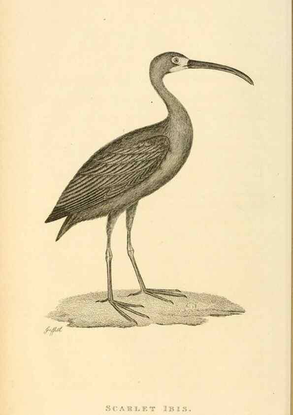 Reproducción/Reproduction 49830953411: General zoology, or Systematic natural history. London,Printed for G. Kearsley,1800-1826.. 