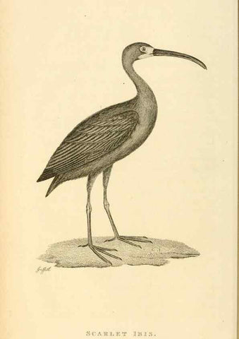 Reproducción/Reproduction 49830953411: General zoology, or Systematic natural history. London,Printed for G. Kearsley,1800-1826.. 