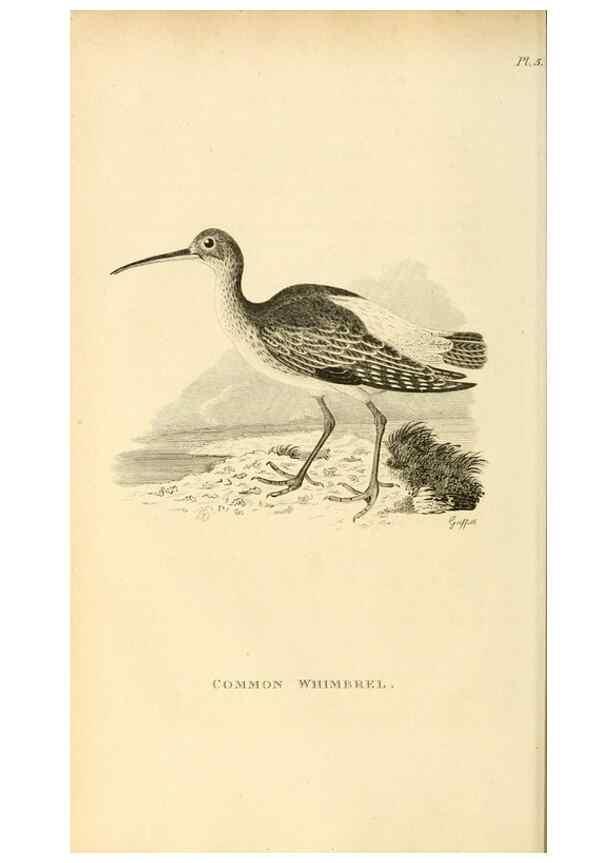 Reproducción/Reproduction 49831262572: General zoology, or Systematic natural history. London,Printed for G. Kearsley,1800-1826.. 