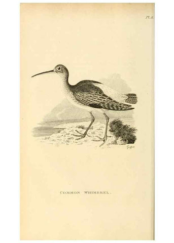 Reproducción/Reproduction 49831262572: General zoology, or Systematic natural history. London,Printed for G. Kearsley,1800-1826.. 