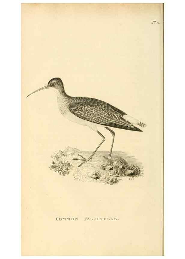 Reproducción/Reproduction 49830421023: General zoology, or Systematic natural history. London,Printed for G. Kearsley,1800-1826.. 