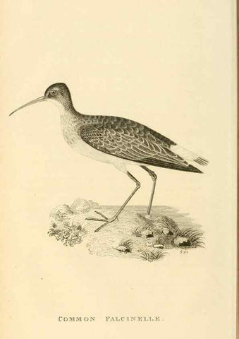 Reproducción/Reproduction 49830421023: General zoology, or Systematic natural history. London,Printed for G. Kearsley,1800-1826.. 