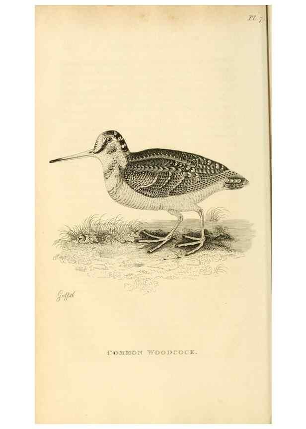 Reproducción/Reproduction 49830954561: General zoology, or Systematic natural history. London,Printed for G. Kearsley,1800-1826.. 