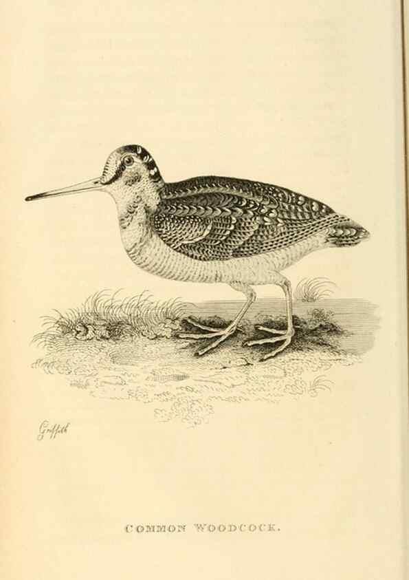 Reproducción/Reproduction 49830954561: General zoology, or Systematic natural history. London,Printed for G. Kearsley,1800-1826.. 