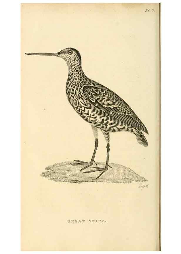 Reproducción/Reproduction 49831263432: General zoology, or Systematic natural history. London,Printed for G. Kearsley,1800-1826.. 