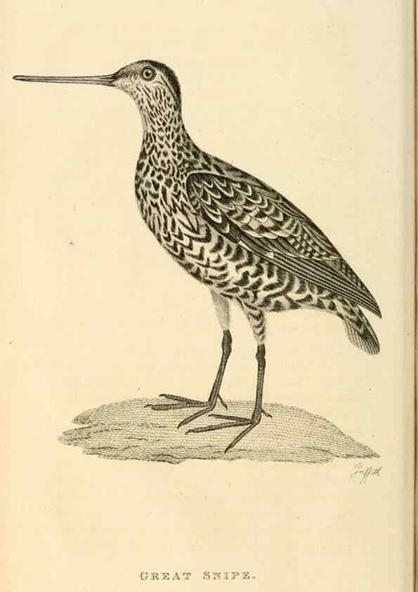 Reproducción/Reproduction 49831263432: General zoology, or Systematic natural history. London,Printed for G. Kearsley,1800-1826.. 