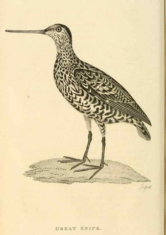 Reproducción/Reproduction 49831263432: General zoology, or Systematic natural history. London,Printed for G. Kearsley,1800-1826.. 