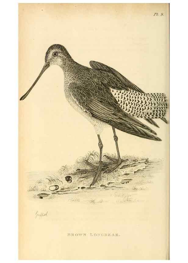 Reproducción/Reproduction 49830421868: General zoology, or Systematic natural history. London,Printed for G. Kearsley,1800-1826.. 