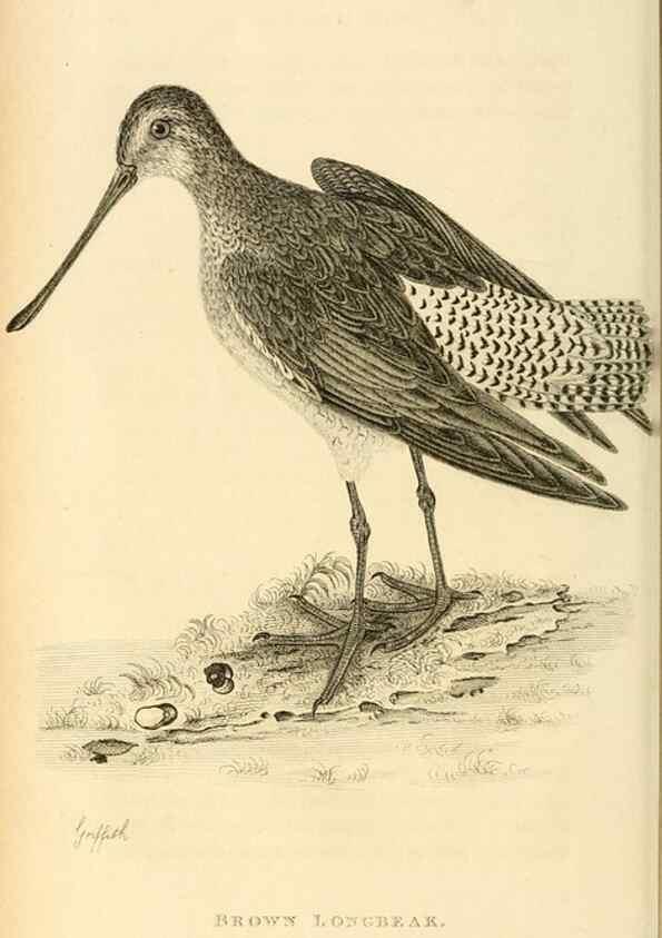 Reproducción/Reproduction 49830421868: General zoology, or Systematic natural history. London,Printed for G. Kearsley,1800-1826.. 