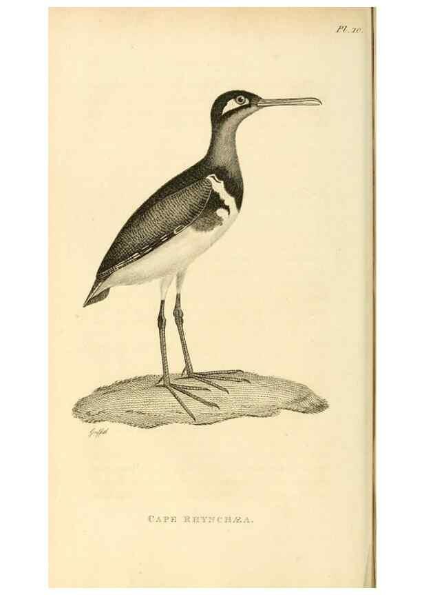 Reproducción/Reproduction 49830422243: General zoology, or Systematic natural history. London,Printed for G. Kearsley,1800-1826.. 