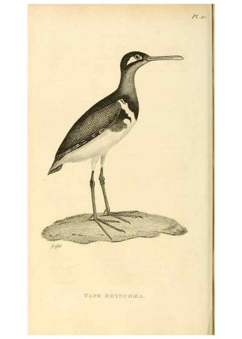 Reproducción/Reproduction 49830422243: General zoology, or Systematic natural history. London,Printed for G. Kearsley,1800-1826.. 