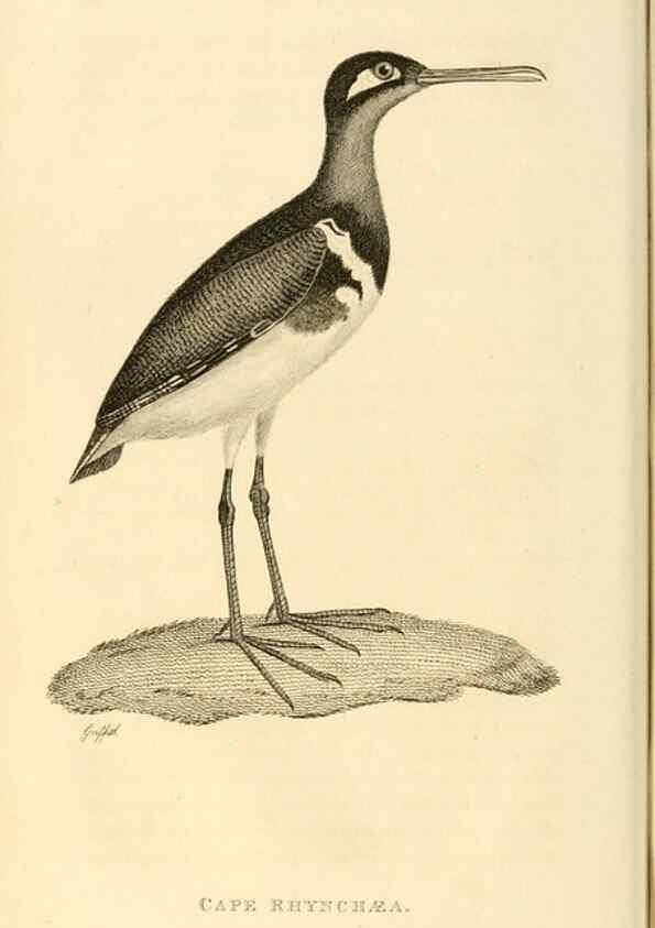 Reproducción/Reproduction 49830422243: General zoology, or Systematic natural history. London,Printed for G. Kearsley,1800-1826.. 