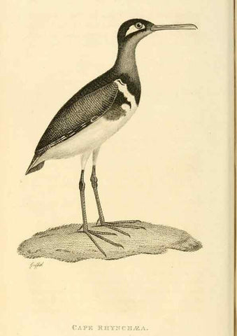 Reproducción/Reproduction 49830422243: General zoology, or Systematic natural history. London,Printed for G. Kearsley,1800-1826.. 