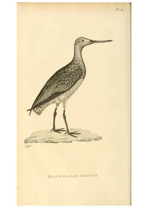 Reproducción/Reproduction 49830955716: General zoology, or Systematic natural history. London,Printed for G. Kearsley,1800-1826.. 