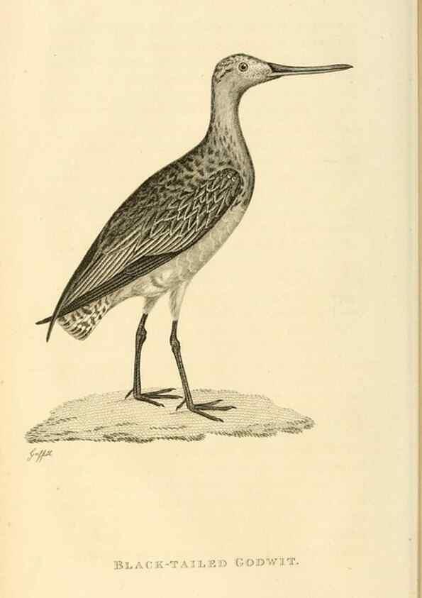 Reproducción/Reproduction 49830955716: General zoology, or Systematic natural history. London,Printed for G. Kearsley,1800-1826.. 