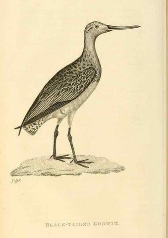 Reproducción/Reproduction 49830955716: General zoology, or Systematic natural history. London,Printed for G. Kearsley,1800-1826.. 